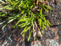 Asplenium septentrionale Solviken, Mölle, Höganäs, Skåne, Sweden 20150515_0152