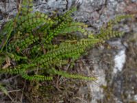 Asplenium trichomanes Marmorbruket, Krokek, Norrköping, Östergötland, Sweden 20190608_0352