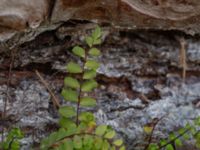 Asplenium trichomanes Marmorbruket, Krokek, Norrköping, Östergötland, Sweden 20190608_0353