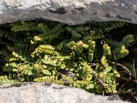 Asplenium trichomanes ssp. quadrivalens Gösslunda, Mörbylånga, Öland, Sweden 20160410_0103