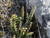 Asplenium trichomanes ssp. quadrivalens Gösslunda, Mörbylånga, Öland, Sweden 20160410_0104