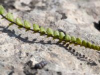 Asplenium trichomanes ssp. quadrivalens Gösslunda, Mörbylånga, Öland, Sweden 20160410_0109