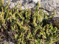 Asplenium trichomanes ssp. quadrivalens Gösslunda, Mörbylånga, Öland, Sweden 20160410_0110