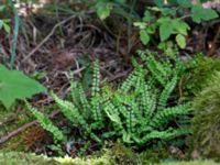 Asplenium trichomanes ssp. trichomanes Gyetorpskärret, Kristianstad, Skåne, Sweden 20160628_0086