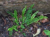 Asplenium trichomanes ssp. trichomanes Slottsparken, Malmö, Skåne, Sweden 20171014_0028