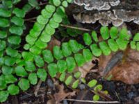 Asplenium trichomanes ssp. trichomanes Slottsparken, Malmö, Skåne, Sweden 20171014_0030