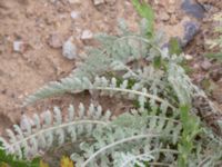 Achillea clypeolata Vanningen, Vellinge, Skåne, Sweden 20230817_0092