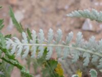 Achillea clypeolata Vanningen, Vellinge, Skåne, Sweden 20230817_0093