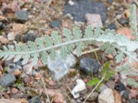 Achillea clypeolata Vanningen, Vellinge, Skåne, Sweden 20230817_0100