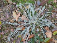 Achillea clypeolata Vanningen, Vellinge, Skåne, Sweden 20231024_0018