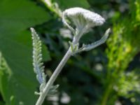 Achillea clypeolata Vanningen, Vellinge, Skåne, Sweden 20240525_0056