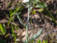 Achillea clypeolata Vanningen, Vellinge, Skåne, Sweden 20240525_0058