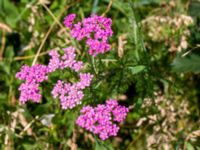 Achillea millefolium Heleneholmsstigen, Malmö, Skåne, Sweden 20190724_0001