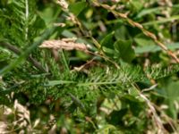 Achillea millefolium Heleneholmsstigen, Malmö, Skåne, Sweden 20190724_0002