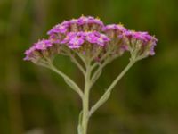 Achillea millefolium Vellinge golfklubb, Vellinge, Skåne, Sweden 20220704_0043