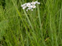 Achillea ptarmica Husie mosse, Malmö, Skåne, Sweden 20150719_0016