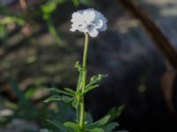 Achillea ptarmica var. multiplex Åkerlund och Rausings väg, Lund, Skåne, Sweden 20171009_0052