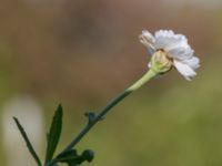 Achillea ptarmica var. multiplex Åkerlund och Rausings väg, Lund, Skåne, Sweden 20171009_0058