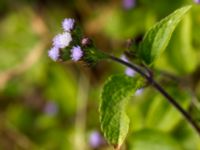 Ageratum conyzoides Agua dos Patos, Sau Nicolau, Cape Verde 20101110 3137