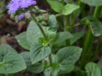 Ageratum houstonianum NNO pumphuset, Husie mosse, Malmö, Skåne, Sweden 20220831_0021