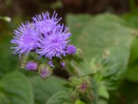 Ageratum houstonianum NNO pumphuset, Husie mosse, Malmö, Skåne, Sweden 20220831_0022