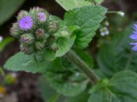 Ageratum houstonianum NNO pumphuset, Husie mosse, Malmö, Skåne, Sweden 20220831_0023