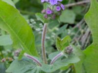 Ageratum houstonianum NNO pumphuset, Husie mosse, Malmö, Skåne, Sweden 20220831_0096