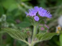 Ageratum houstonianum NNO pumphuset, Husie mosse, Malmö, Skåne, Sweden 20220831_0098