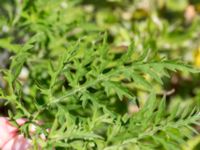 Ambrosia artemisiifolia Lindängelunds rekreationsområde, Malmö, Skåne, Sweden 20160814_0036