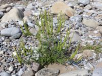 Ambrosia artemisiifolia River Thagapsh, Lazarevskoye, Krasnodar, Russia 20160913_0487