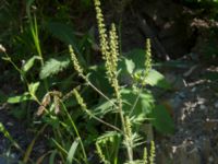 Ambrosia artemisiifolia Svirskoye ushele, Lazarevskoye, Krasnodar, Russia 20160913_0392