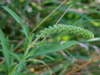 Ambrosia psilostachya Hamnen, Klagshamns udde, Malmö, Skåne, Sweden 20160824_0016