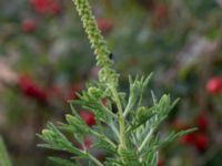 Ambrosia psilostachya Varvsparken, Västra hamnen, Malmö, Skåne, Sweden 20190907_0185