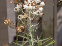 Anaphalis margaritacea Baragatan, Malmö, Skåne, Sweden 20180817_0005