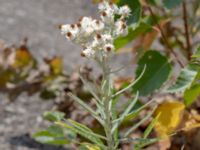 Anaphalis margaritacea Baragatan, Malmö, Skåne, Sweden 20180817_0006