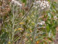 Anaphalis margaritacea Baragatan, Malmö, Skåne, Sweden 20180817_0008