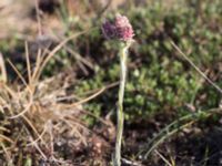 Antennaria dioica Mysinge Alvar, Mörbylånga, Öland, Sweden 20170526_0163