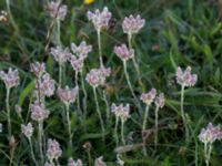 Antennaria dioica Mysinge alvar, Mörbylånga, Öland, Sweden 20150605_0276