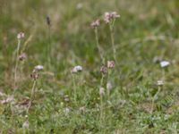 Antennaria dioica Vitberget, Älvsbyn, Norrbotten, Sweden 20150711_0054