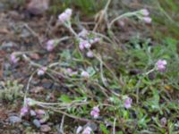 Antennaria dioica Vouskonjänkävägen, Kiruna, Torne lappmark, Lappland, Sweden 20150707_0864