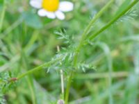 Anthemis arvensis Norra stigen, Toarp, Malmö, Skåne, Sweden 20240622_0023