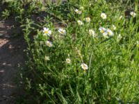 Anthemis arvensis Toarpsdammen, Malmö, Skåne, Sweden 20160602_0089