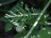 Anthemis arvensis Toarpsdammen, Malmö, Skåne, Sweden 20160602_0091