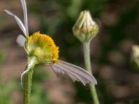 Anthemis arvensis Toarpsdammen, Malmö, Skåne, Sweden 20160602_0093