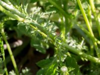 Anthemis arvensis Toarpsdammen, Malmö, Skåne, Sweden 20160602_0094