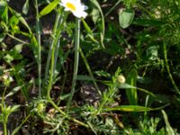 Anthemis arvensis Toarpsdammen, Malmö, Skåne, Sweden 20160602_0097