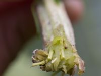 Arctium lappa Gyetorpskärret, Kristianstad, Skåne, Sweden 20160628_0069