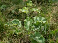 Arctium lappa Gyetorpskärret, Kristianstad, Skåne, Sweden 20160628_0071