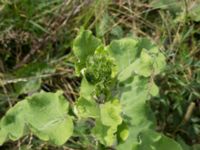 Arctium lappa Gyetorpskärret, Kristianstad, Skåne, Sweden 20160628_0072