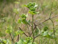 Arctium lappa Gyetorpskärret, Kristianstad, Skåne, Sweden 20160628_0073